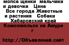 мопса щенки -мальчики и девочки › Цена ­ 25 000 - Все города Животные и растения » Собаки   . Хабаровский край,Комсомольск-на-Амуре г.